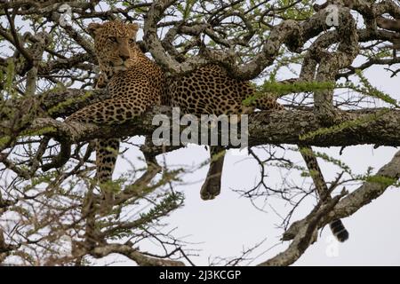 Leopard in a Tree, Tansania Stockfoto