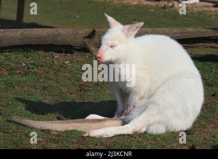 albino-Rothalswallaby saß mit geschlossenen Augen. Yorkshire Wildlife Park, Branton, Doncaster, South Yorkshire Notamacropus rufogriseus Stockfoto