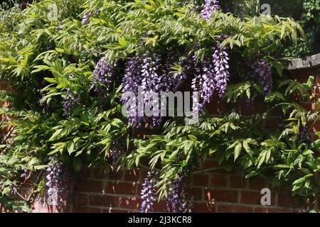 Glyzinie wächst an einer Wand, Rufford Abbey Country Park, Newark, Nottinghamshire, UK Wisteria Stockfoto