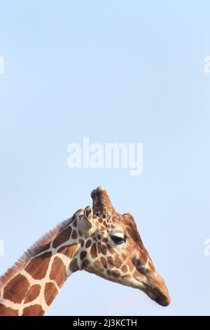 Giraffe steht am blauen Himmel, Yorkshire Wildlife Park, Branton, Doncaster, South Yorkshire Giraffa camelopardalis Stockfoto