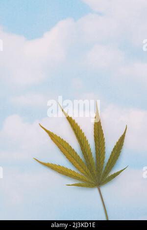 Geernteter Cannabis Sativa - Marihuanablatt auf blauem Himmel mit weißen Wolken auf der Kartonoberfläche. Stockfoto