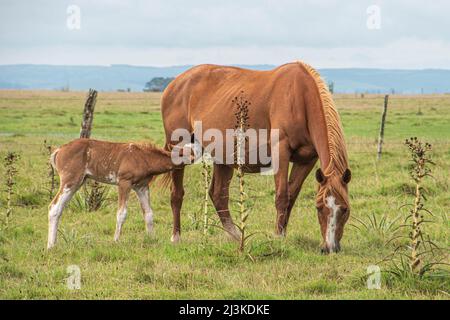 Pferd mit ihrem Fohlen grast auf einem Feld Stockfoto
