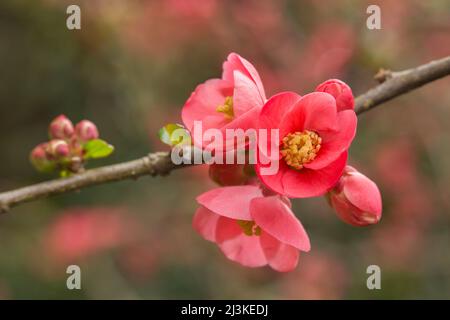 Nahaufnahme von schöner, lebhaft blühender Quitte im Frühling Stockfoto