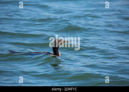 Schöner schwarzer Kormoran schwimmt im Meerwasser Stockfoto