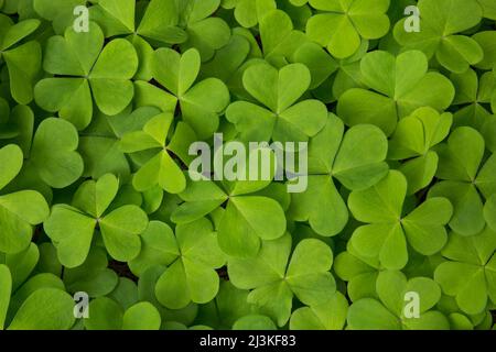 Nahaufnahme eines schönen, leuchtend grünen Klees als Bodenabdeckung im Frühling Stockfoto