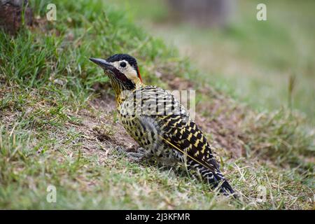 Grünbarrspecht (Colaptes melanochloros) auf dem Boden, gesehen in Buenos Aires Stockfoto