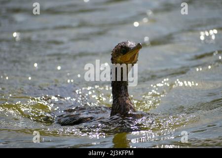 neotrop-Kormorant oder olivaceöser Kormorant (Nannopterum brasilianum) beim Schwimmen Stockfoto