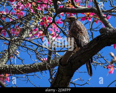 Harris-Falke (Parabuteo unicinctus) in einem Seidenbaum (ceiba speciosa) in der Stadt Buenos Aires Stockfoto