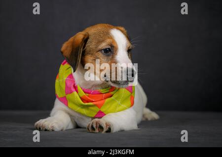 Jack Russell Terrier Welpe ist in Schal gekleidet Stockfoto