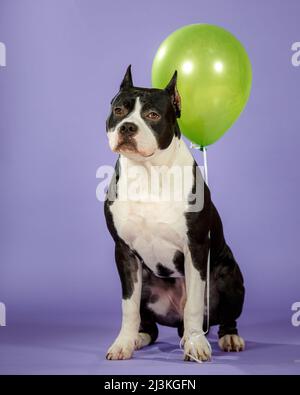 Junger zweifarbiger amerikanischer staffordshire Terrier auf blauem Hintergrund im Studio Stockfoto