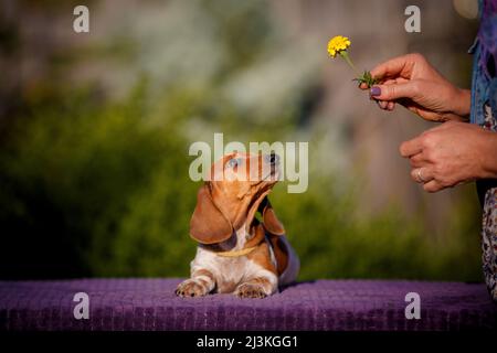 Ingwer Welpe knabbert gelbe Blume in Besitzer Hand Stockfoto