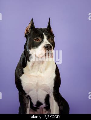 Junger zweifarbiger amerikanischer staffordshire Terrier auf blauem Hintergrund im Studio Stockfoto