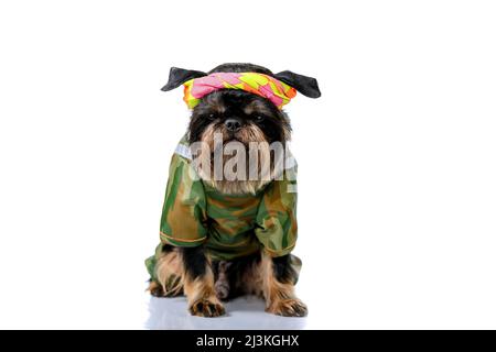 Brüsseler Gänsegeier in Tarnkleidung der Armee Stockfoto