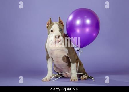 Junger zweifarbiger amerikanischer staffordshire Terrier auf blauem Hintergrund im Studio Stockfoto