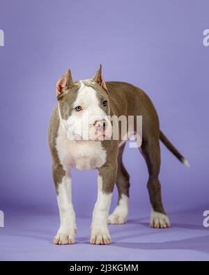 Junger zweifarbiger amerikanischer staffordshire Terrier auf blauem Hintergrund im Studio Stockfoto