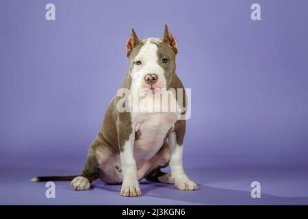 Junger zweifarbiger amerikanischer staffordshire Terrier auf blauem Hintergrund im Studio Stockfoto