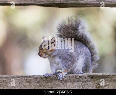 Eastern Grey Squirrel sitzt auf einem Holzzaun und schaut aufmerksam auf die Kamera. Santa Clara County, Kalifornien, USA. Stockfoto