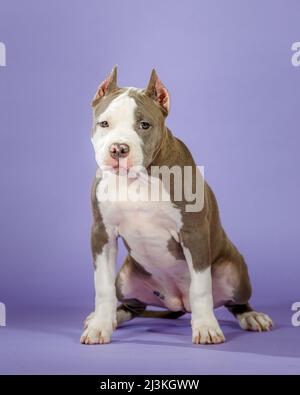 Junger zweifarbiger amerikanischer staffordshire Terrier auf blauem Hintergrund im Studio Stockfoto