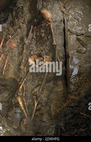 Prähistorisches menschliches Skelett, das von der Nationalen Archäologischen Forschung Indonesiens bei der Ausgrabung einer Grabstätte in Tempuran, Karawang, Indonesien, entdeckt wurde. Stockfoto