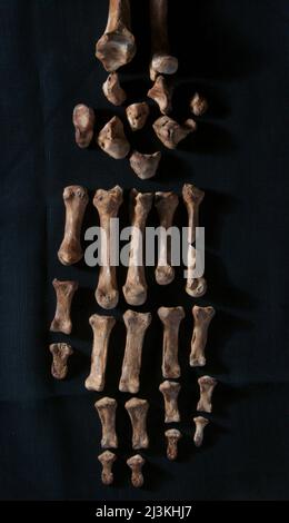 Teile einer Hand eines prähistorischen menschlichen Skeletts, das in Batujaya, Karawang, West-Java, Indonesien, entdeckt wurde. Stockfoto