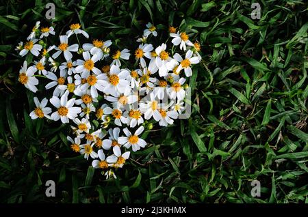 Spanische Nadeln oder Bidens Alba Blumen als Liebesform auf grünem Gras Hintergrund gesetzt. Stockfoto
