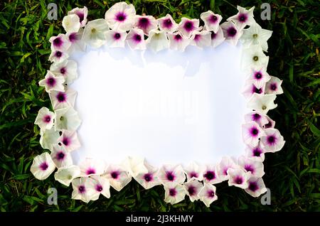 Blooming Morning Glory Blumen als Rahmen auf weißem Papier mit grünem Gras Hintergrund gesetzt. Stockfoto