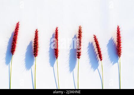 Rosa Blüten von Feder pennisetum oder Mission Gras mit Schatten von Sonnenlicht auf weißem Papier Hintergrund. Stockfoto