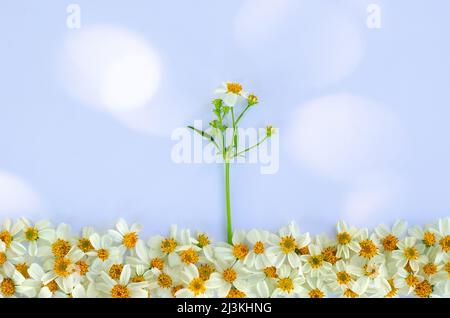 Spanische Nadeln oder Bidens-Alba-Blüten mit Sonnenlicht auf weißem paparem Hintergrund. Stockfoto