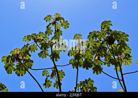 Schlangenholz (Cecropia peltata) und blauer Himmel, Rio de Janeiro Stockfoto