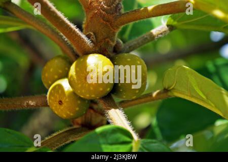 Rostige Feigenfrüchte (Ficus rubiginosa) auf dem Baum, Rio de Janeiro Stockfoto