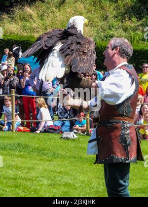 Eine Menschenmenge beobachtet einen Weißkopfseeadler und seinen Handler, die Teil der Falconer's Quest Birds of Prey Demonstration im Warwick Castle in Warwickshire, England, Großbritannien, sind. Stockfoto