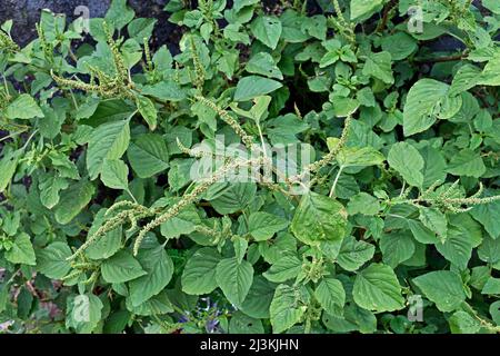 Detail der grünen Amaranth-Blüten (Amaranthus hybridus), essbares Unkraut Stockfoto