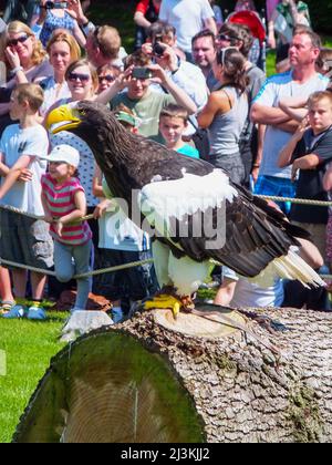 Ein Steller's Sea Eagle auf einem Baumstamm ist Teil der Falconer's Quest Birds of Prey Demonstration im Warwick Castle in Warwickshire, England, Großbritannien. Stockfoto