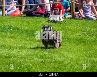 Eine Adlereule von Verreaux ist Teil der Falconer's Quest Birds of Prey Demonstration im Warwick Castle in Warwickshire, England, Großbritannien. Stockfoto