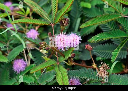 Empfindliche Pflanzen- oder verschlappte Pflanzenblüten (Mimosa pudica) Stockfoto