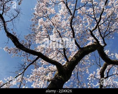 iida, nagano, japan, 2022/02/04 , Details des Amidaji weinenden Kirschbaums (Shidarezakura) am Amidaji-Tempel in iida, am Frühjahr 2022. Stockfoto