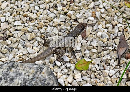 Amazonasechse (Tropidurus torquatus) auf dem Boden Stockfoto