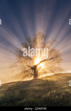 Sonnenstrahlen passieren bei Sonnenaufgang die Zweige einer alten Eiche; Big Sur, Kalifornien, USA Stockfoto