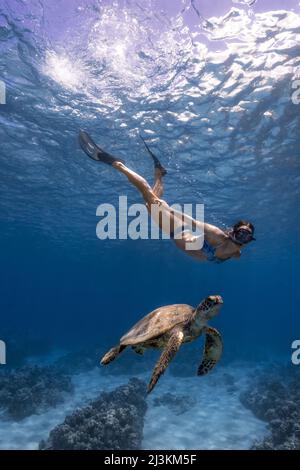 Eine Frau beim Schnorcheln im elektrischen Beach auf Oahu mit einem grünen Meeresschildkröte. Stockfoto