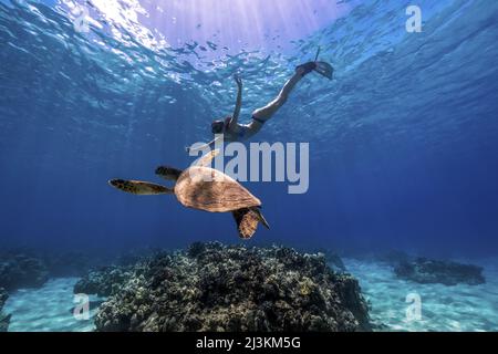 Eine Frau beim Schnorcheln im elektrischen Beach auf Oahu mit einem grünen Meeresschildkröte. Stockfoto