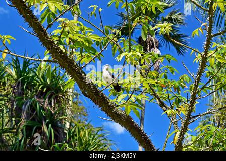 Maskierter Wassertyrann (Fluvicola nengeta) auf Baum Stockfoto