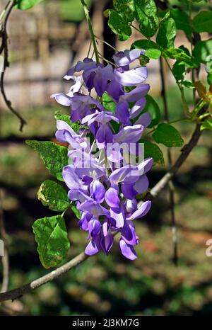 Chinesische Wisteria sinensis im Garten Stockfoto