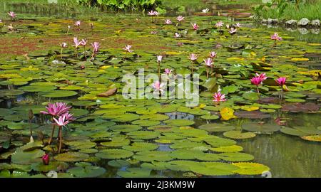 Rosa Seerosen (Nymphaea pubescens) auf dem See Stockfoto