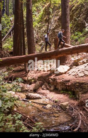 Junge Frauen entdecken ein Redwood Forest in Kalifornien, USA. Stockfoto