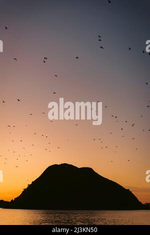 Silhouette Vogelschar, der am Himmel bei Sonnenuntergang über der abgeschotteten Landform und dem Wasser fliegt, Komodo National Park; East Nusa Tenggara, Indonesien Stockfoto