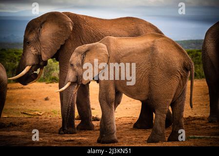 Afrikanische Elefanten (Loxodonta) im Addo Elephant National Park; Eastern Cape, Südafrika Stockfoto