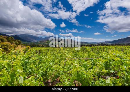 Weinberge und Berge mit wolkenblauem Himmel in den Weinregionen von Franschhoek; Franschhoek, Cape Winelands, Western Cape, Südafrika Stockfoto