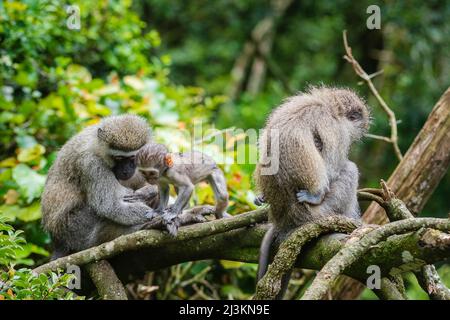 Vervet Affenfamilie (Chlorocebus pygerythrus) im Monkeyland Primate Sanctuary in der Nähe von Pletteberg Bay, Südafrika; Südafrika Stockfoto