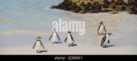 Nahaufnahme von südafrikanischen Pinguinen (Spheniscus demersus), die im Wasser entlang des Wasserrandes am Boulders Beach in Simon's Town stehen Stockfoto