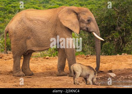 Afrikanischer Elefant (Loxodonta), der neben einem Warzenschwein (Phacochoerus africanus) in einem Wasserangriff im Addo Elephant National Park unter stürmischem Himmel steht Stockfoto